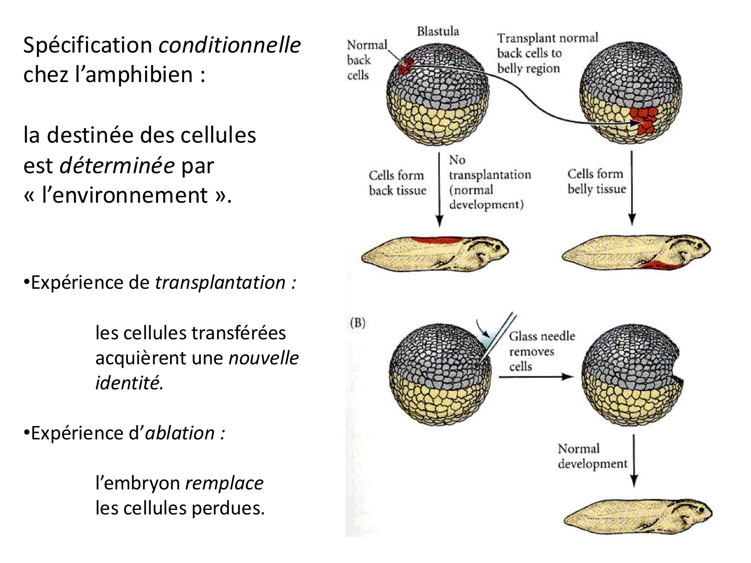 Introduction au développement page 73