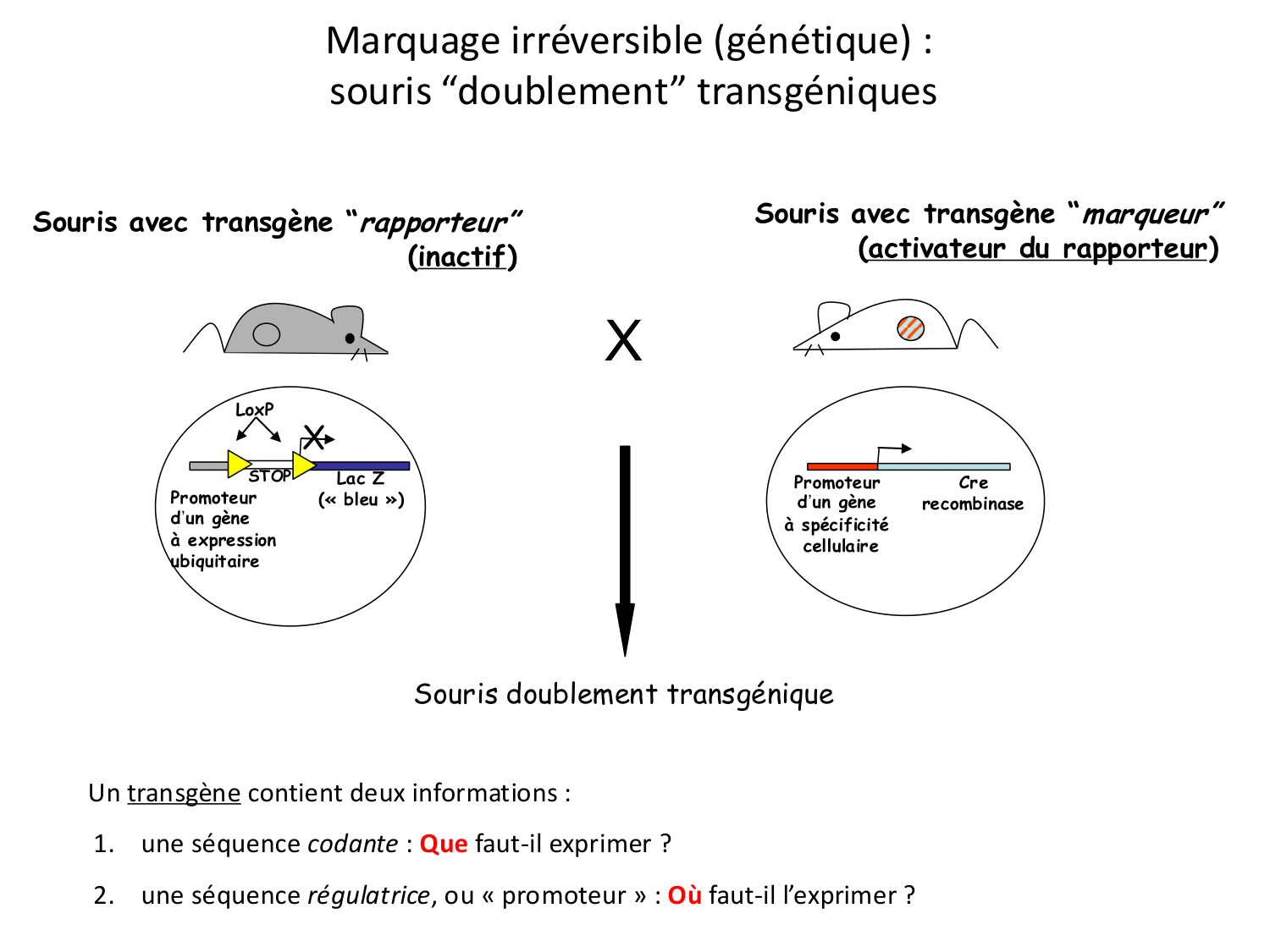 Introduction au développement page 74