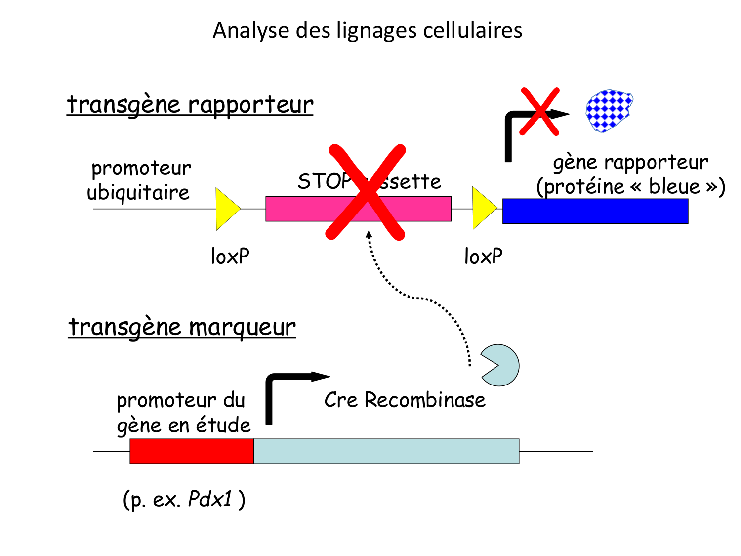 Introduction au développement page 75