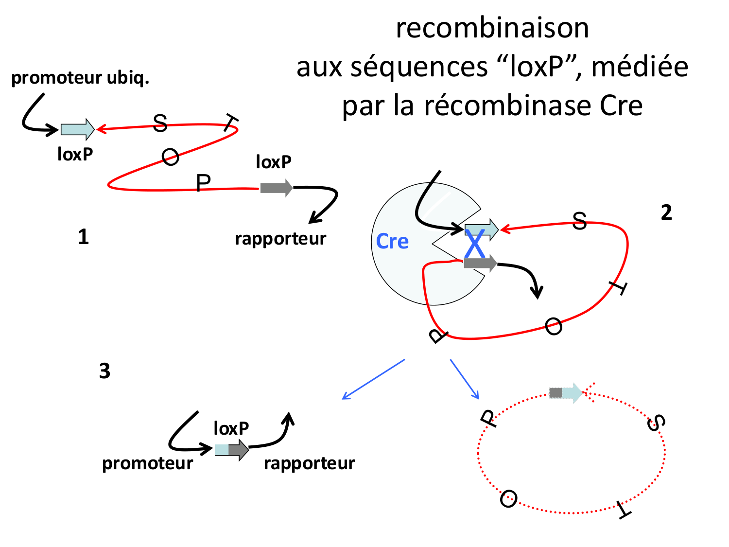 Introduction au développement page 76