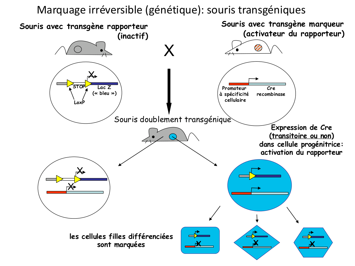 Introduction au développement page 77