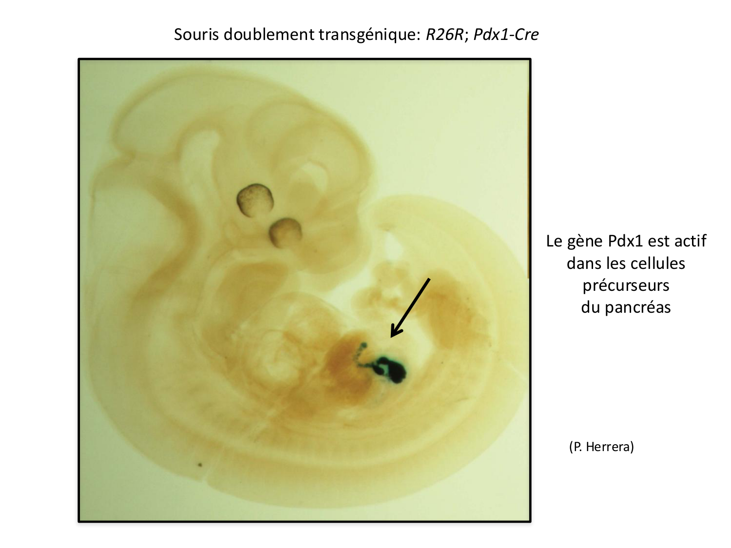 Introduction au développement page 78