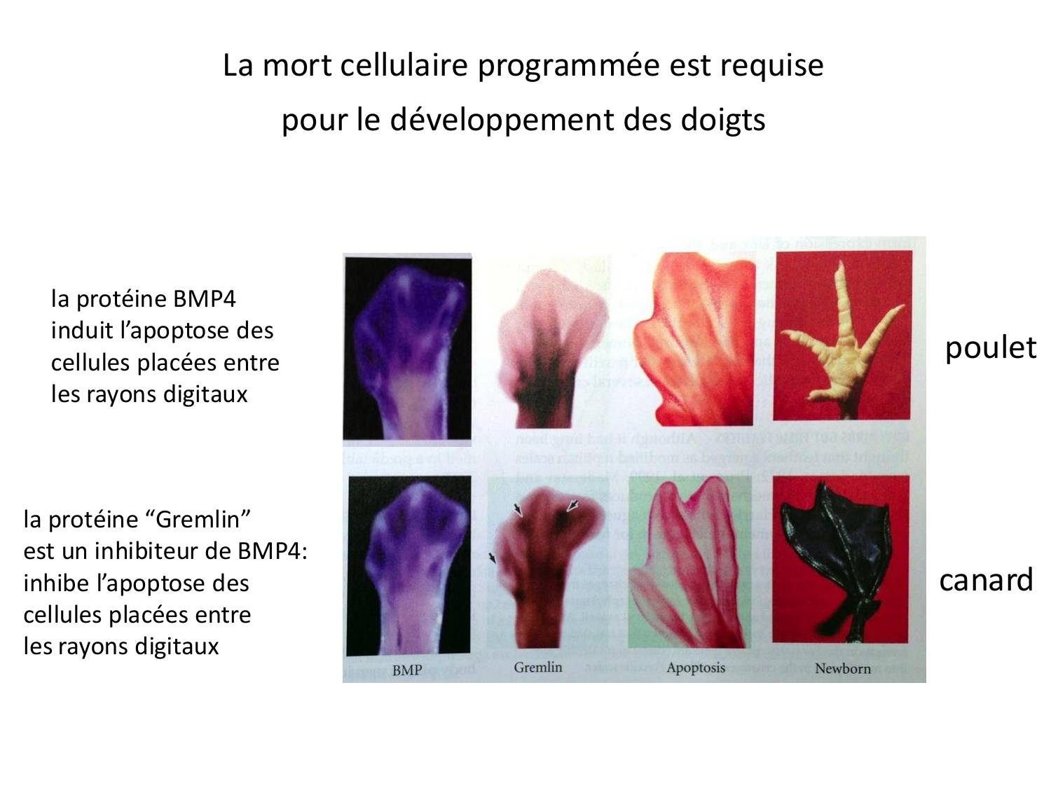 Introduction au développement page 82