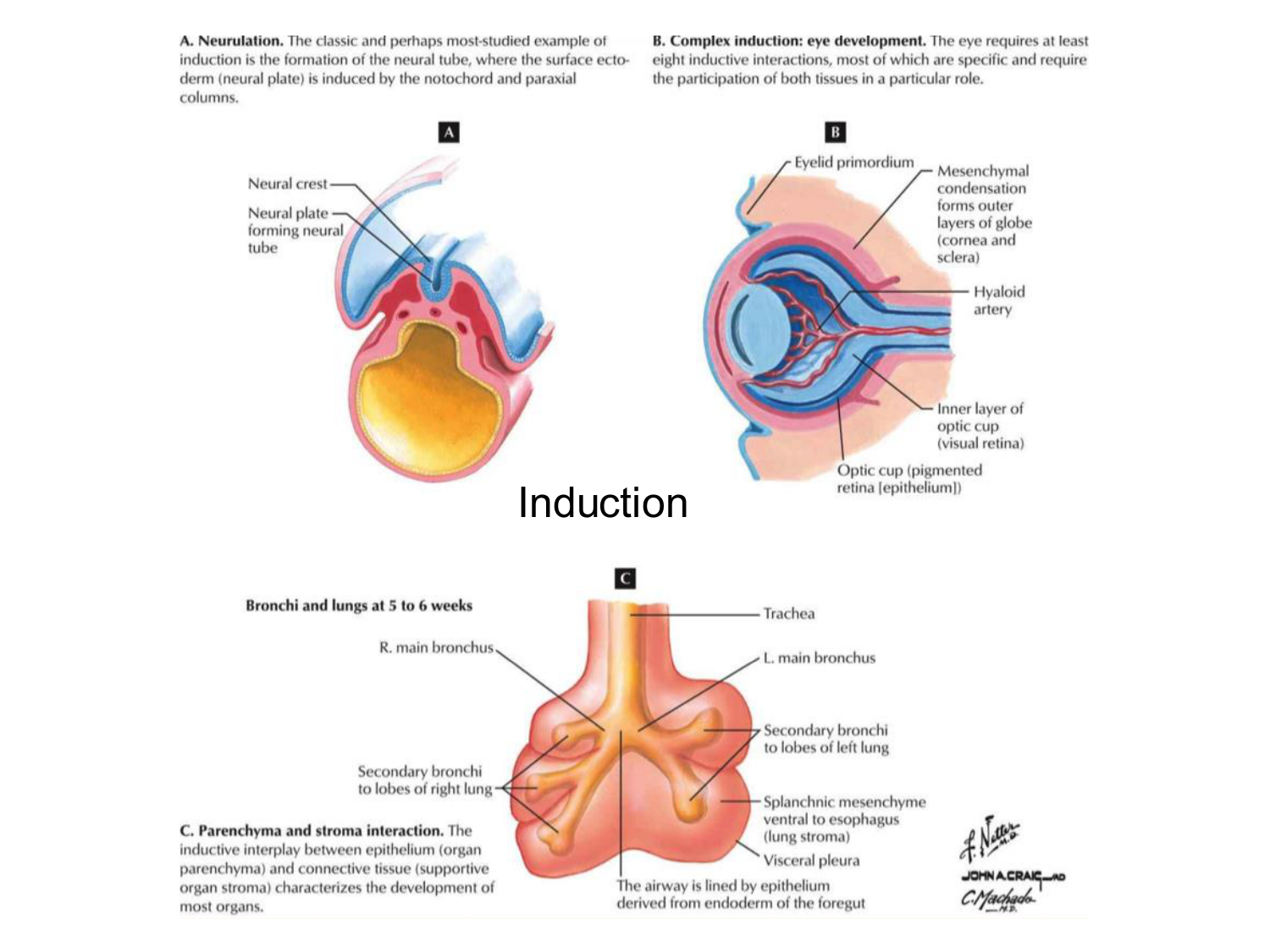 Introduction au développement page 84