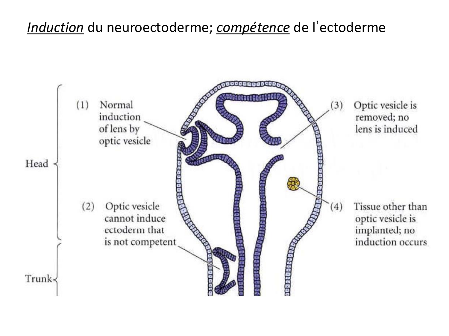 Introduction au développement page 92