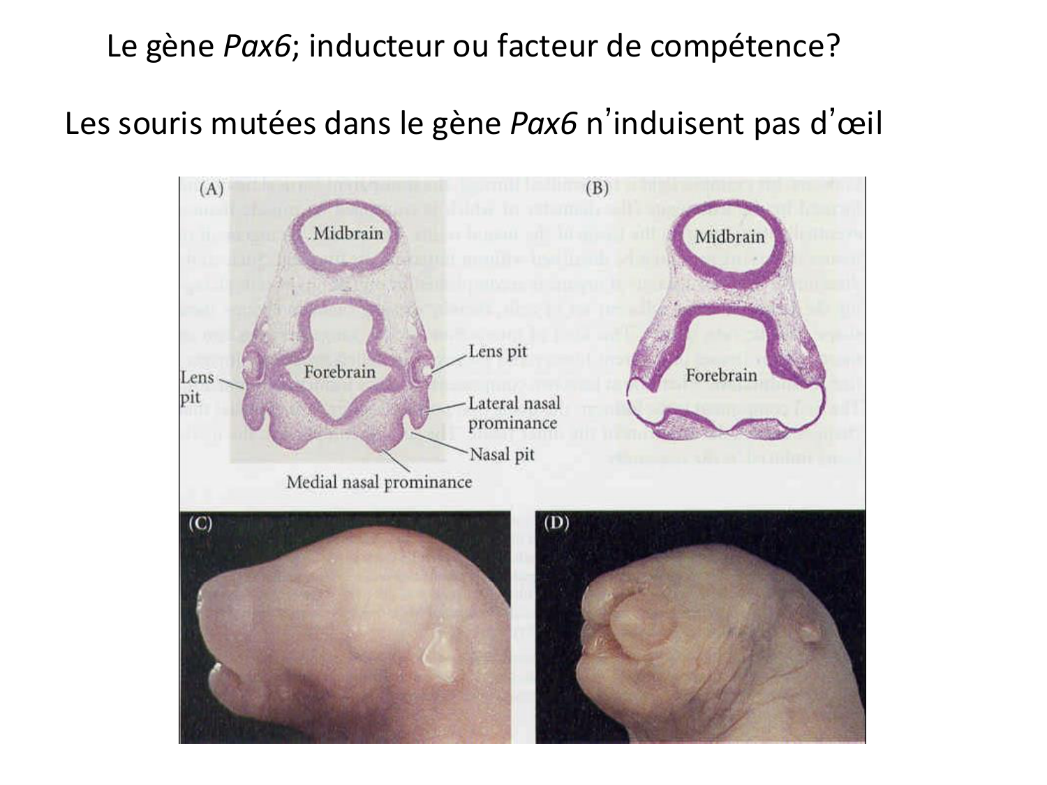 Introduction au développement page 94