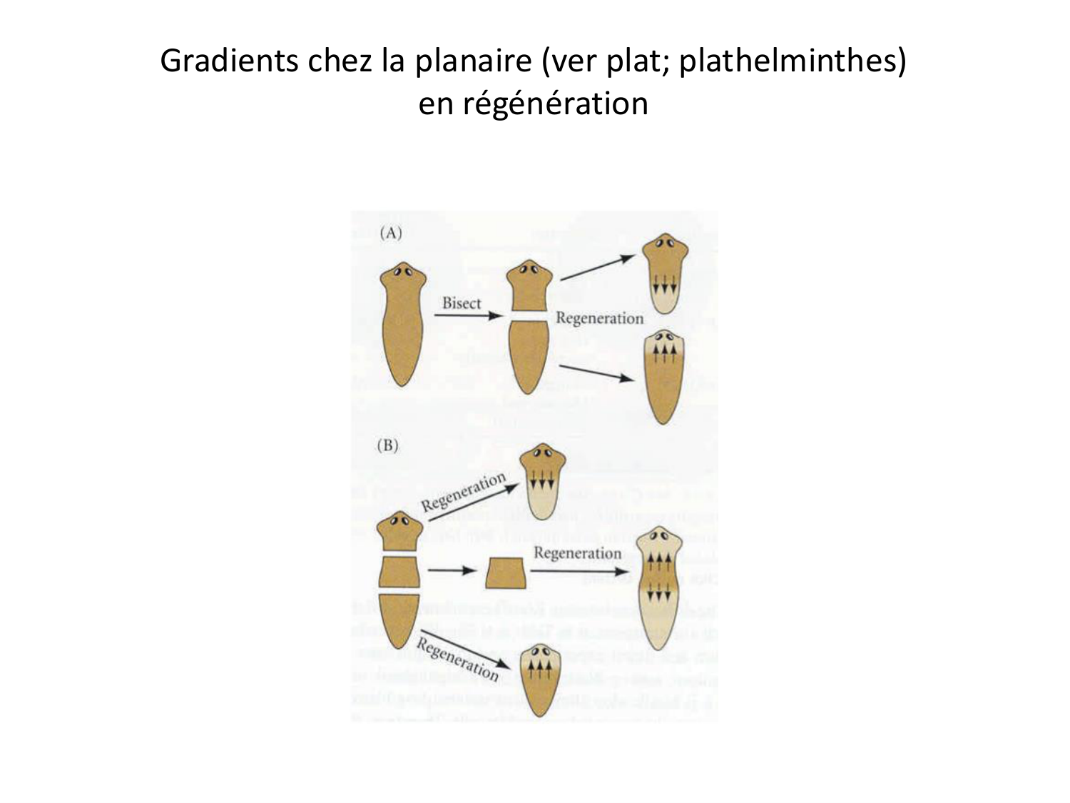 Introduction au développement page 102
