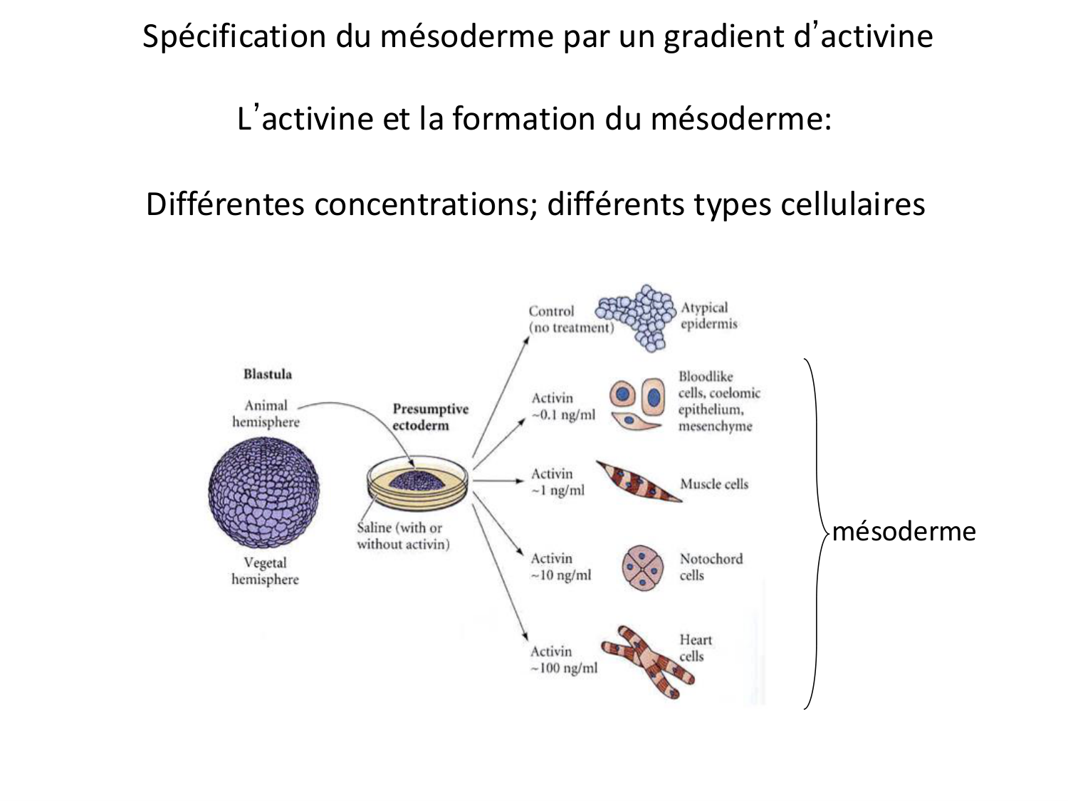 Introduction au développement page 104