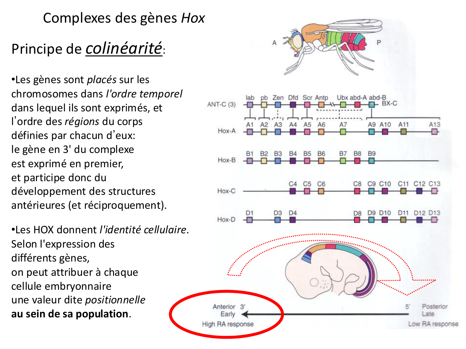 Introduction au développement page 114