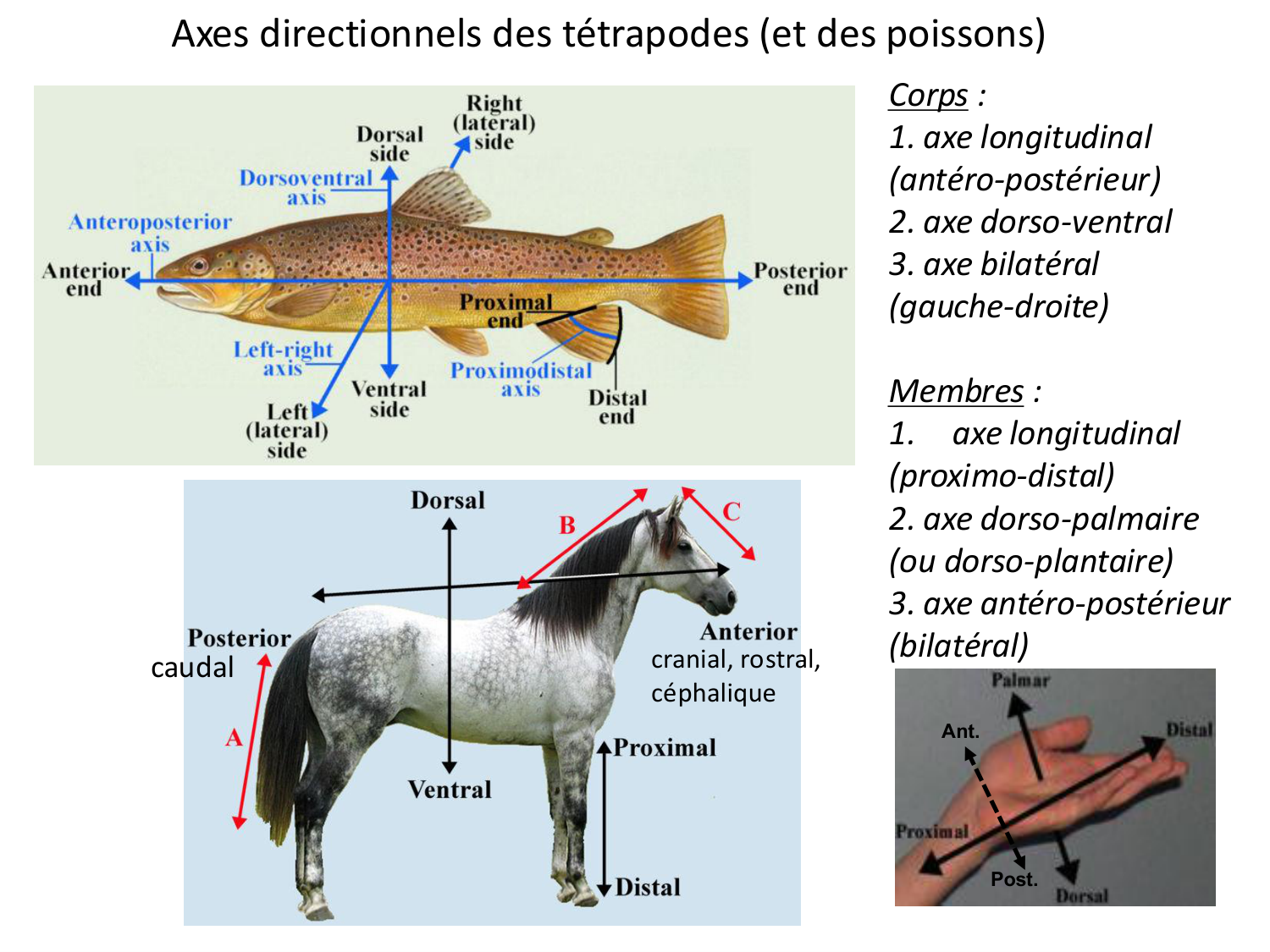 Introduction au développement page 115