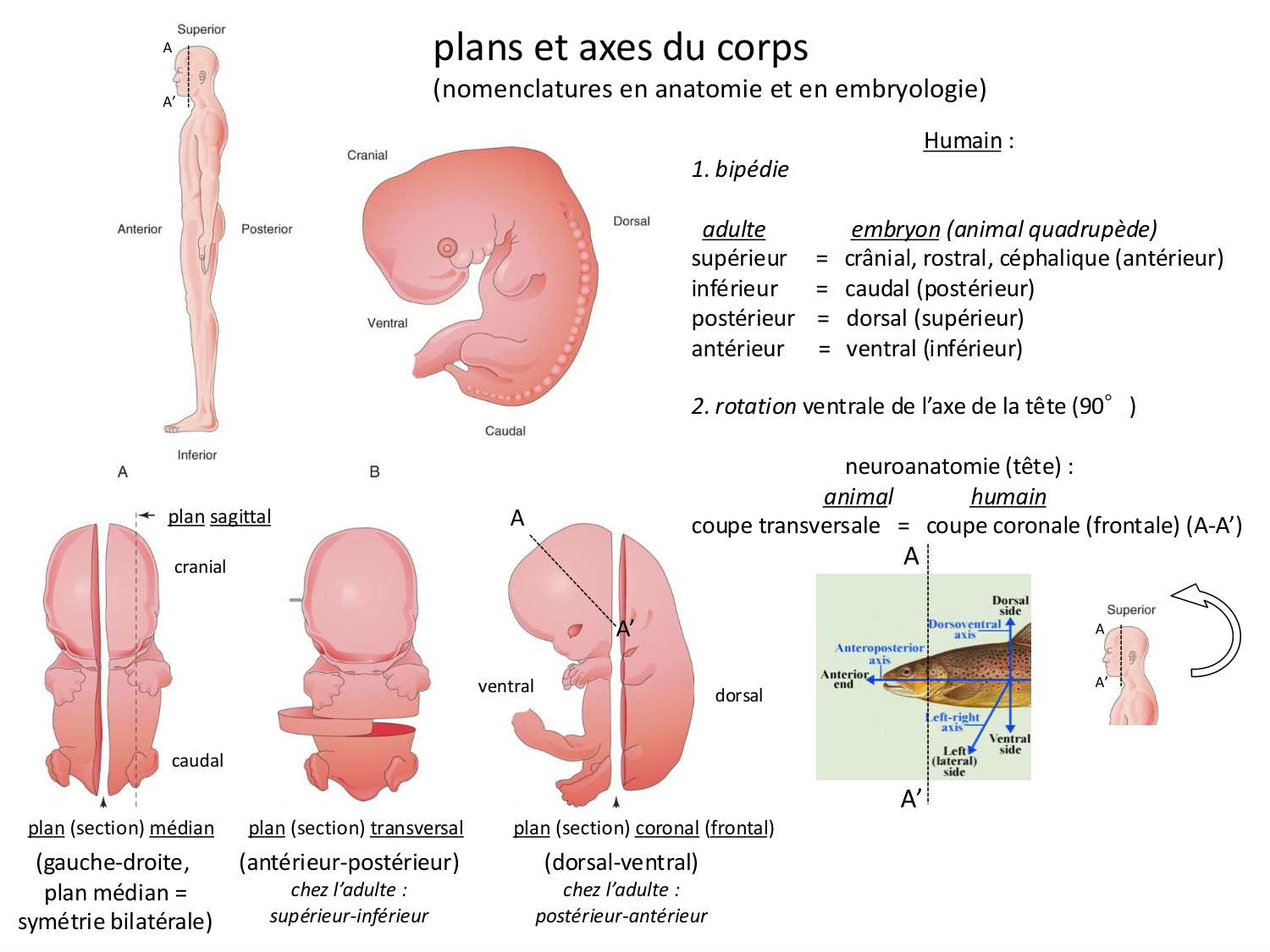Introduction au développement page 117