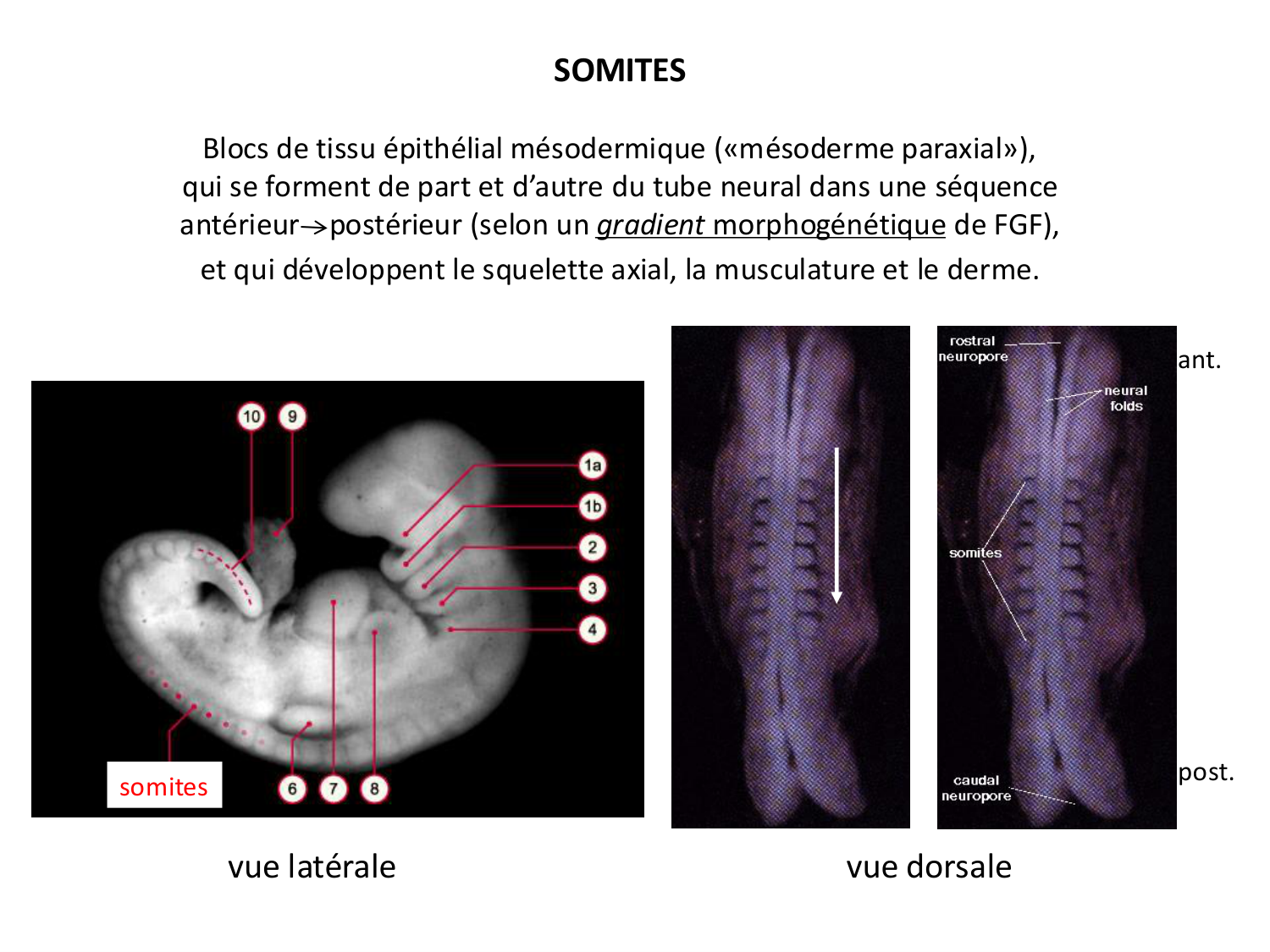Introduction au développement page 118