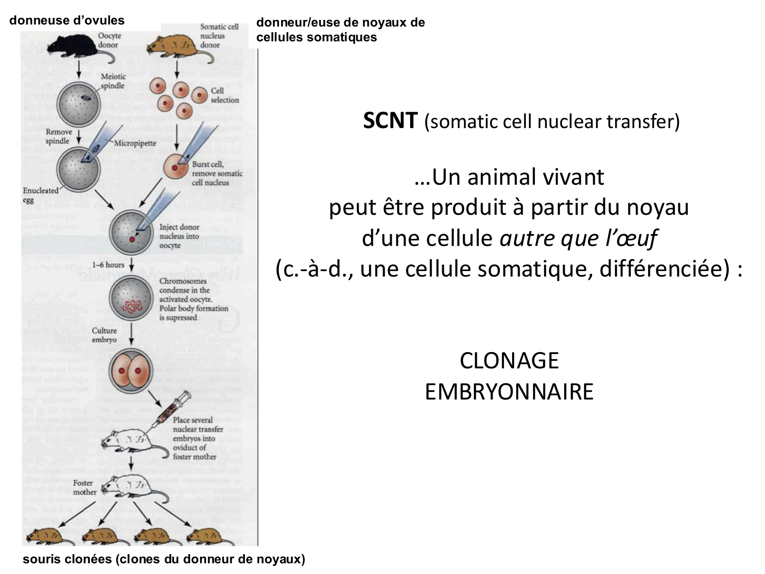 Introduction au développement page 123