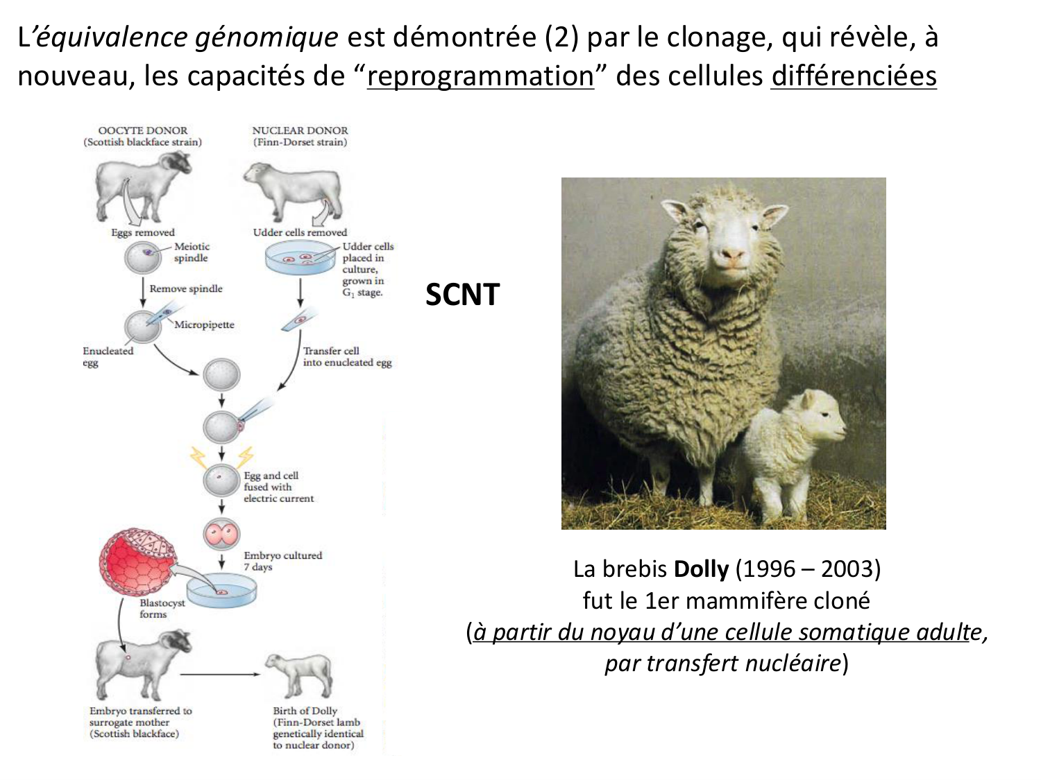 Introduction au développement page 124