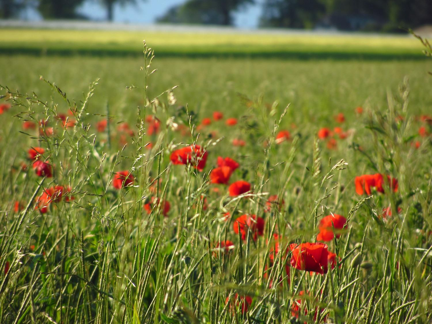 Introduction au développement page 128