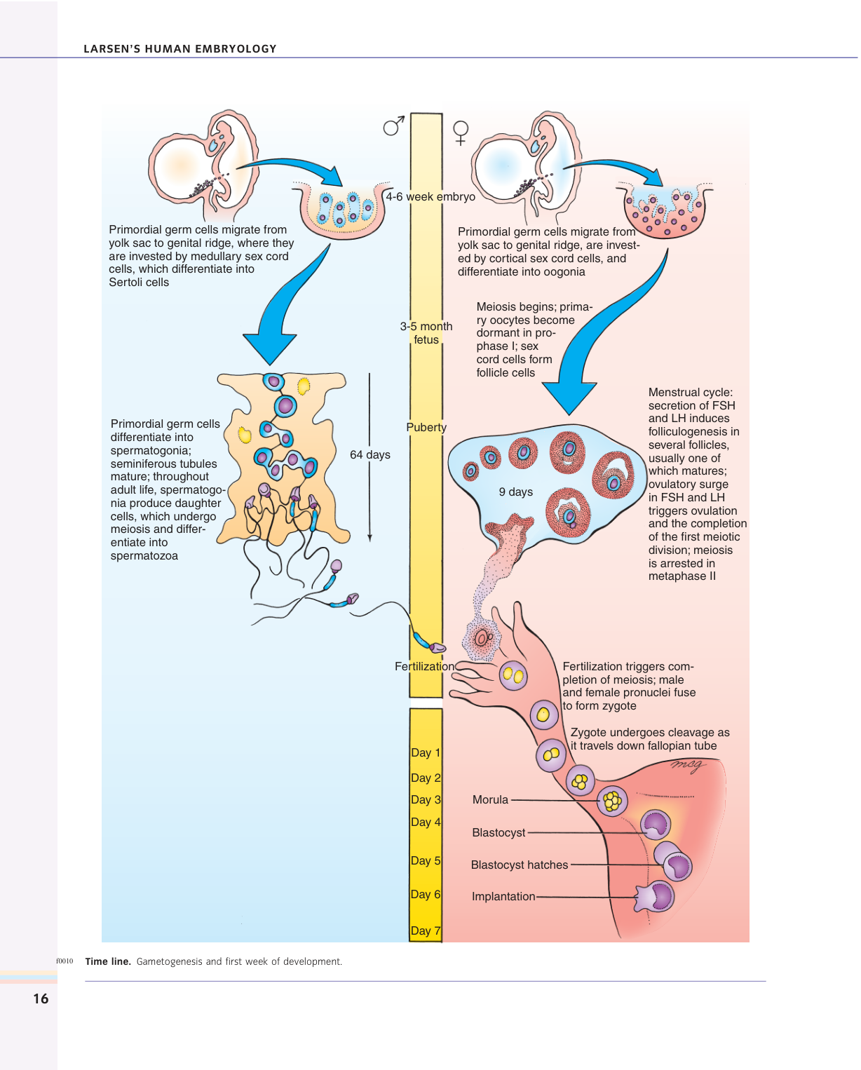 Larsen s chapter 1 page 2