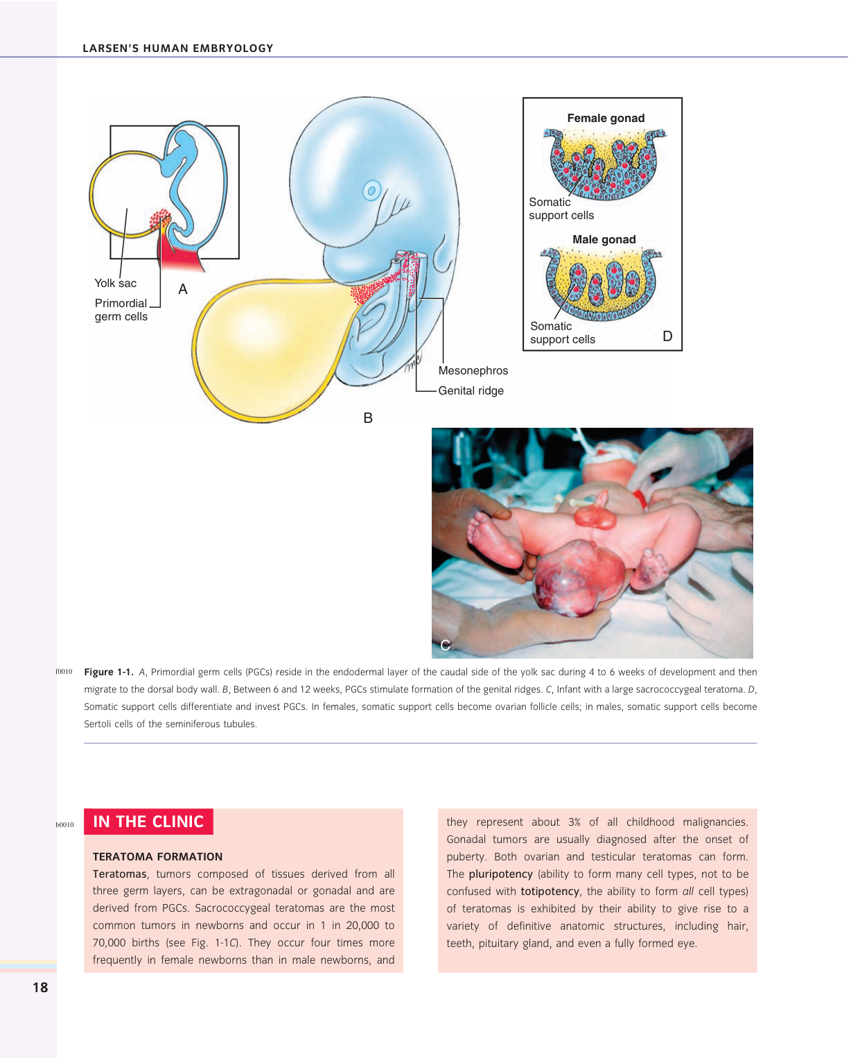 Larsen s chapter 1 page 4