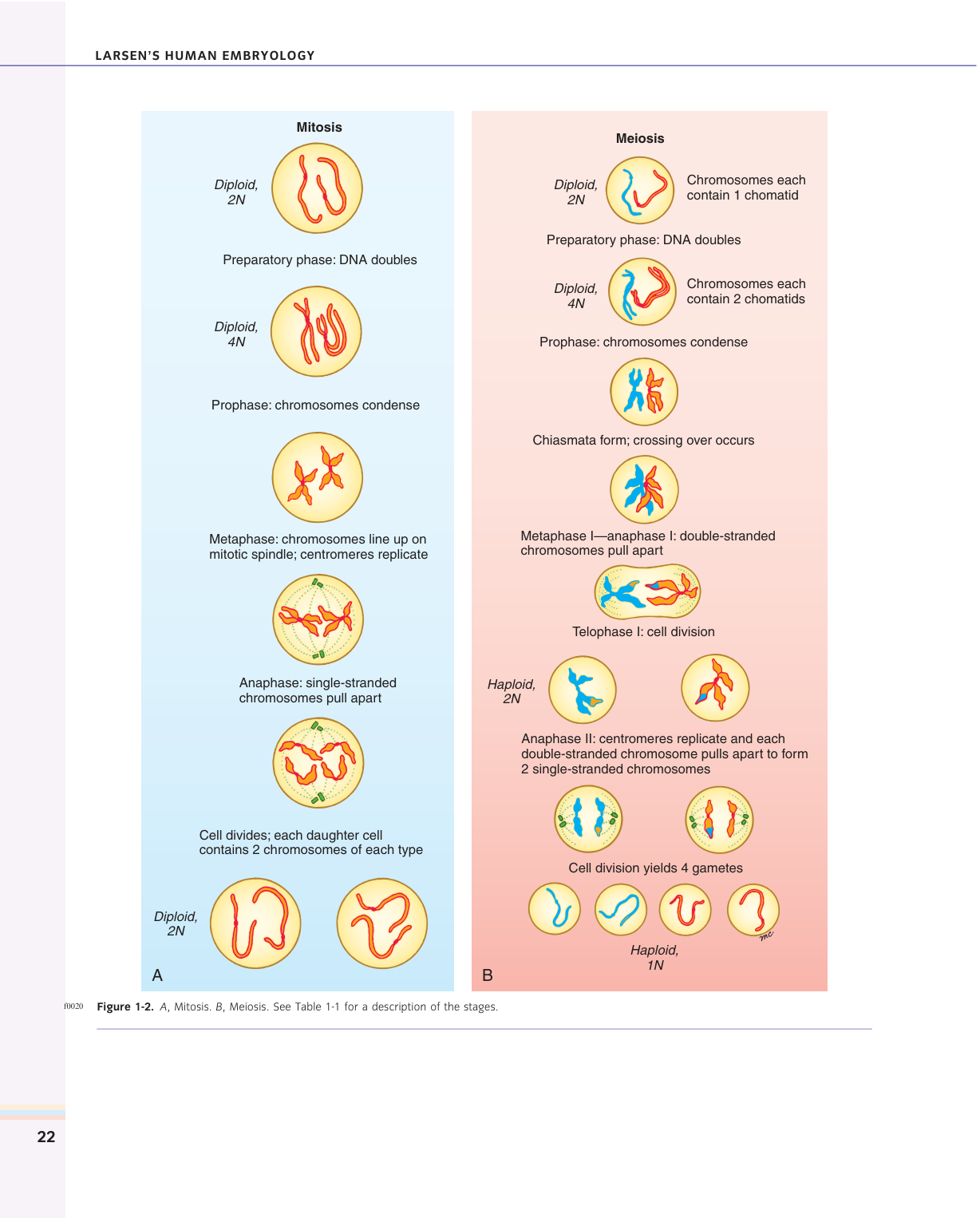 Larsen s chapter 1 page 8