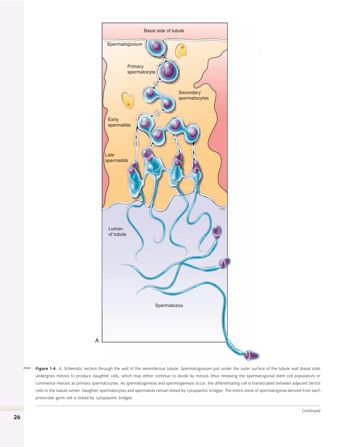 Larsen s chapter 1 page 12