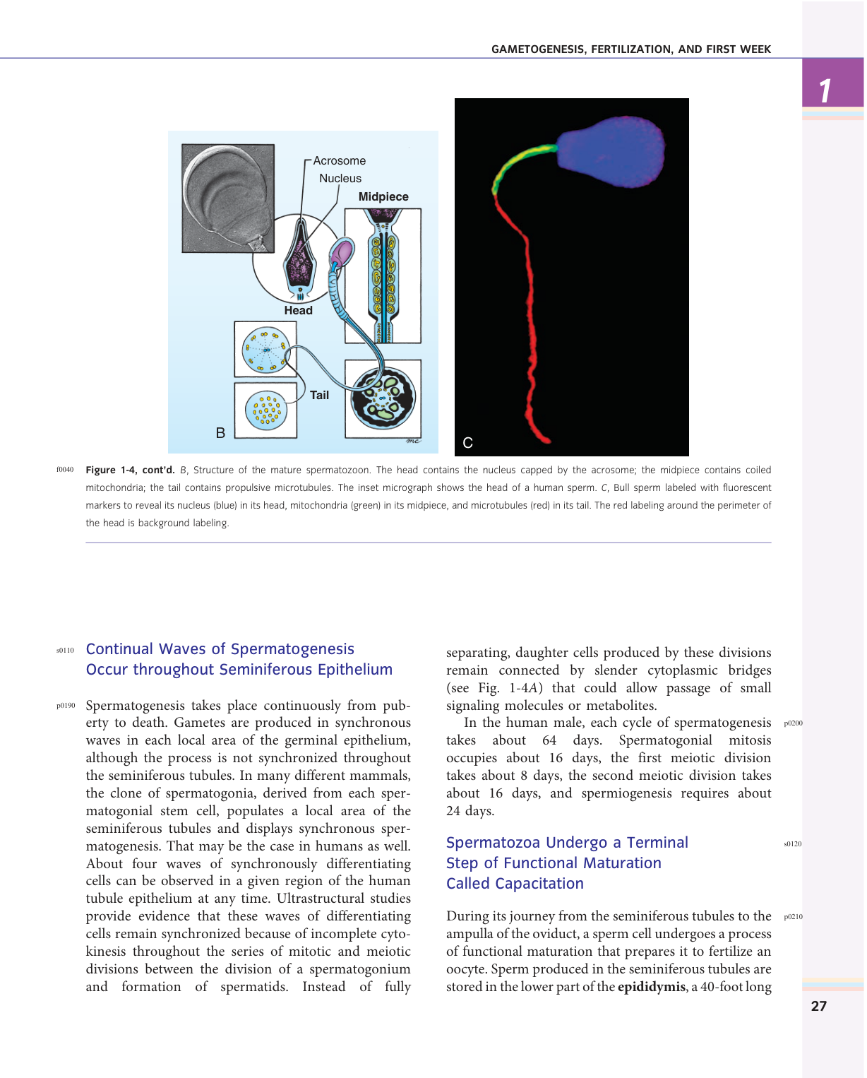 Larsen s chapter 1 page 13