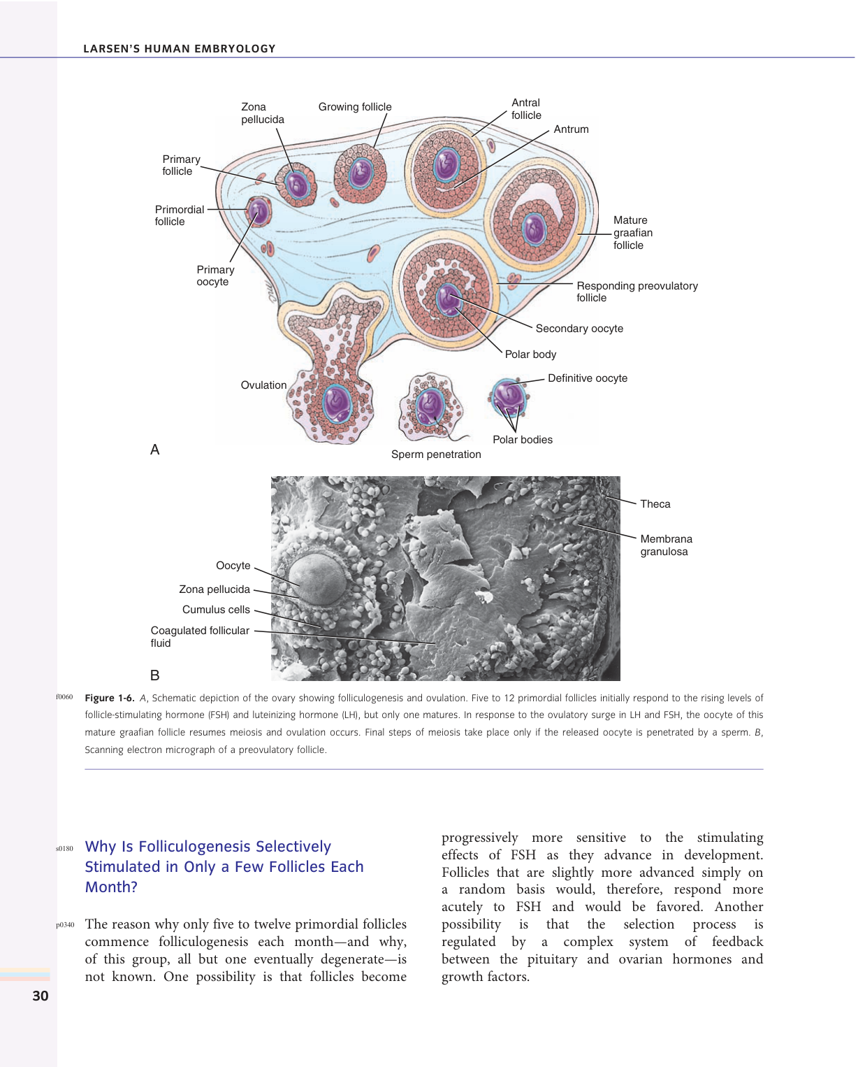Larsen s chapter 1 page 16