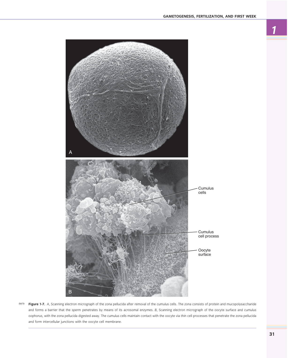 Larsen s chapter 1 page 17