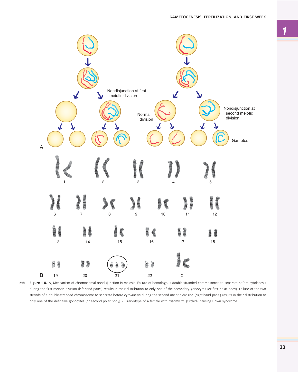Larsen s chapter 1 page 19