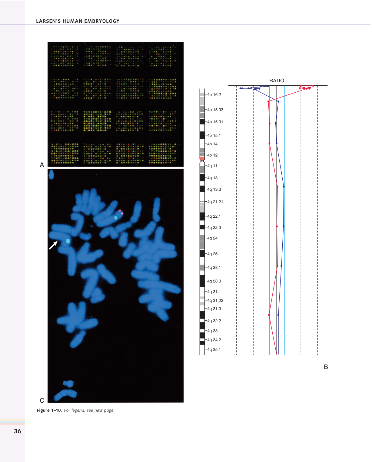 Larsen s chapter 1 page 22