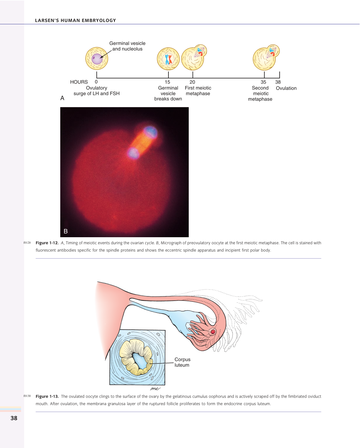 Larsen s chapter 1 page 24