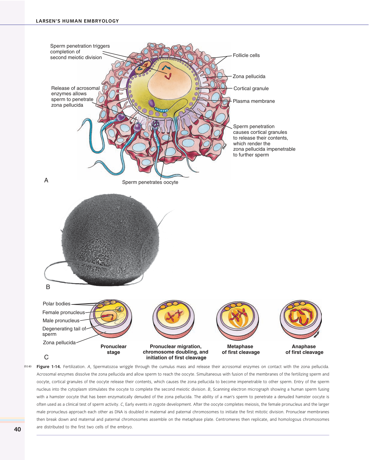 Larsen s chapter 1 page 26