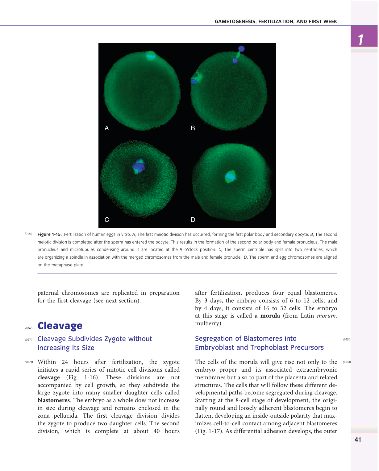 Larsen s chapter 1 page 27