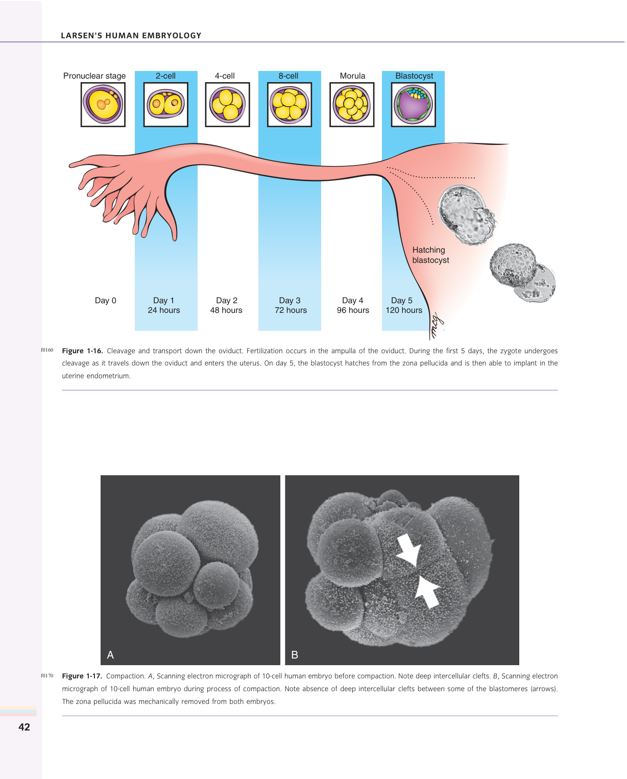 Larsen s chapter 1 page 28