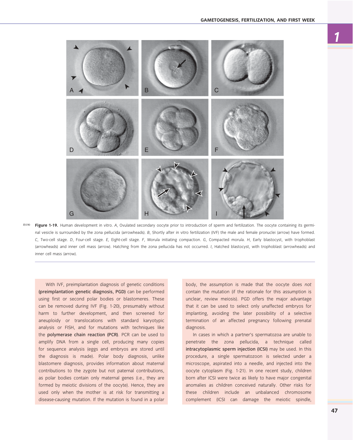 Larsen s chapter 1 page 33