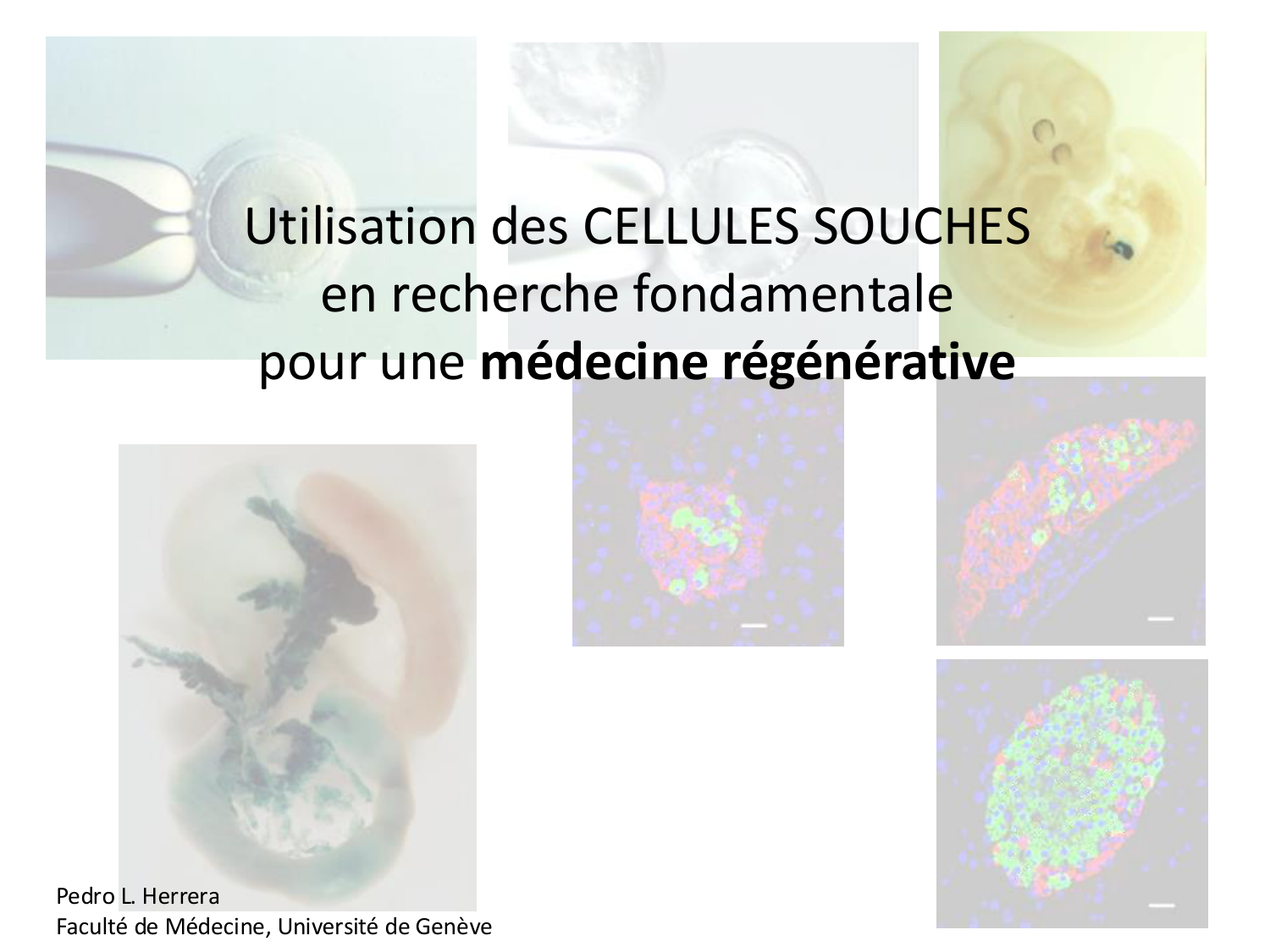 Cellules souches et thérapie cellulaire page 1