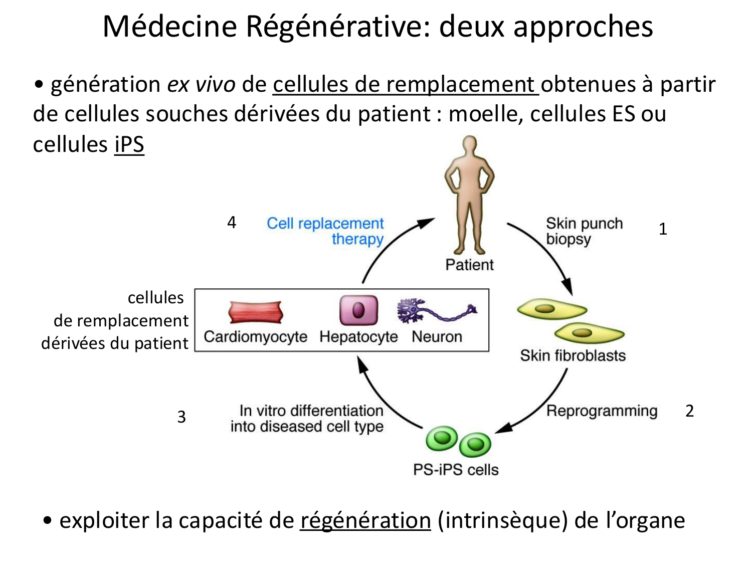 Cellules souches et thérapie cellulaire page 4