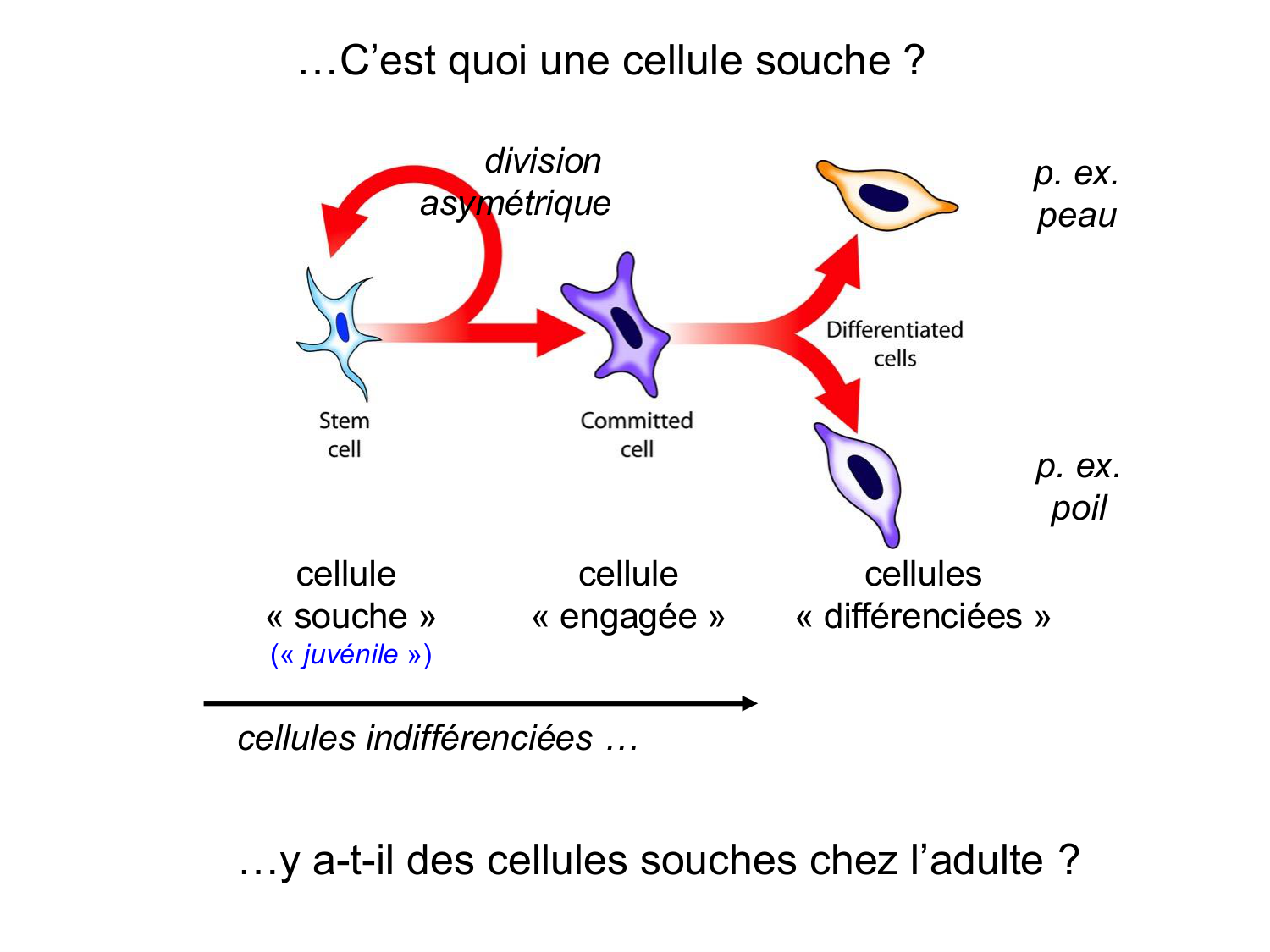 Cellules souches et thérapie cellulaire page 5