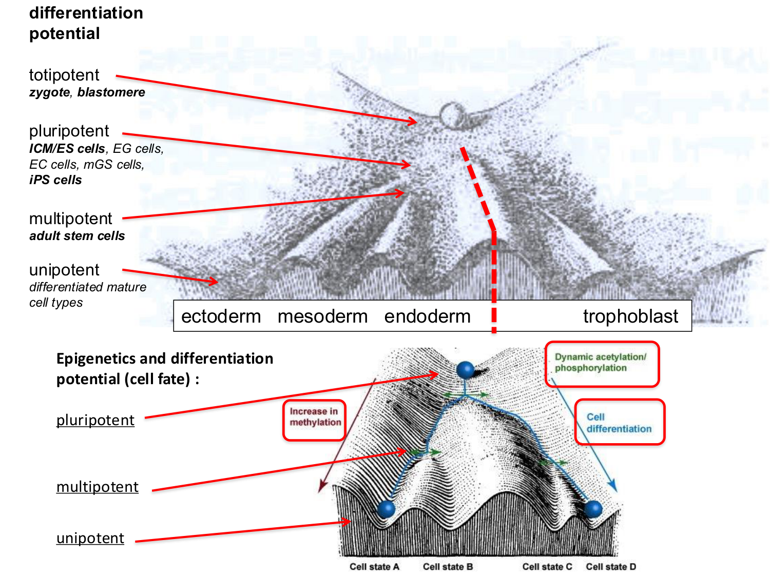 Cellules souches et thérapie cellulaire page 6