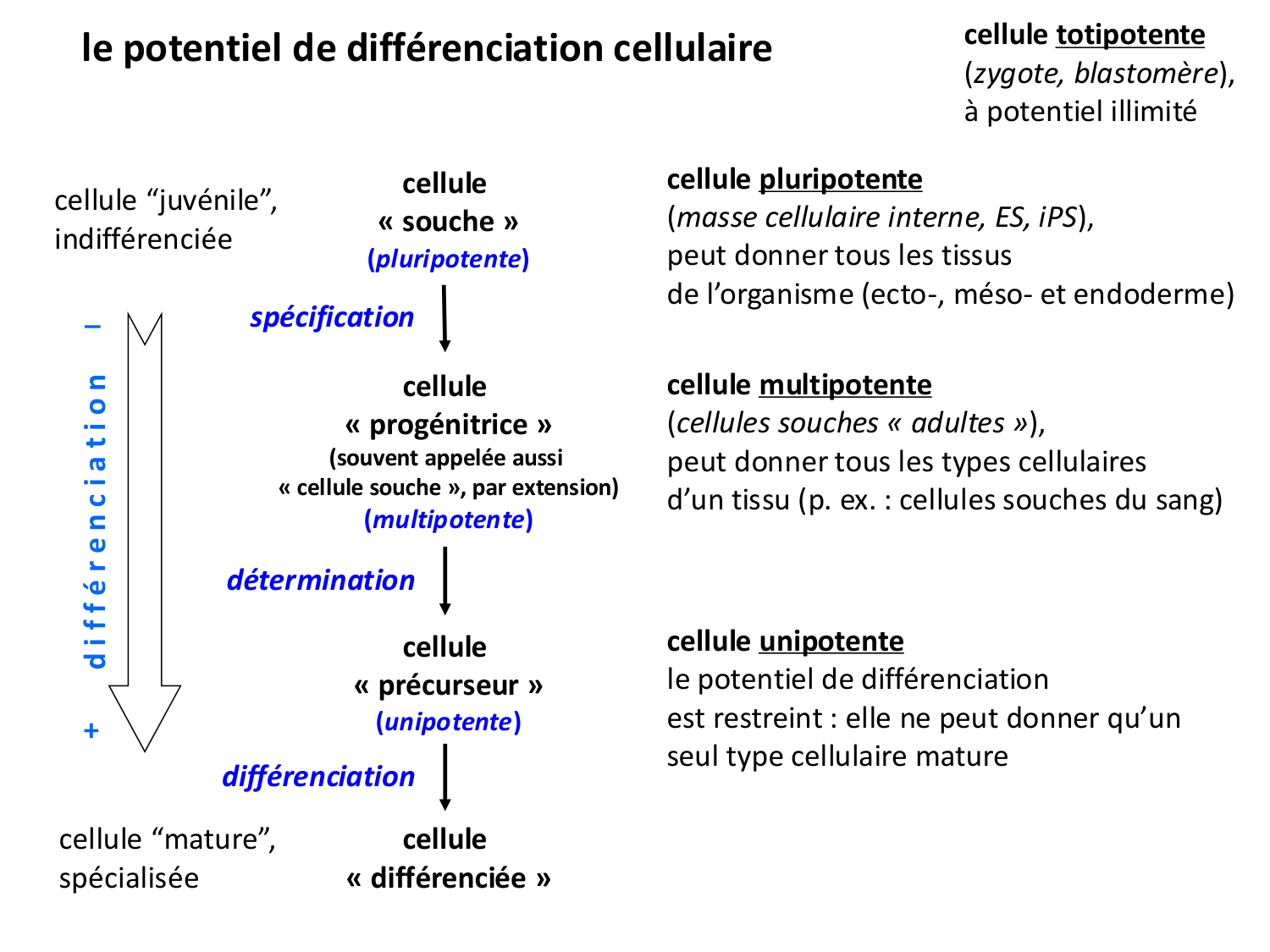 Cellules souches et thérapie cellulaire page 7