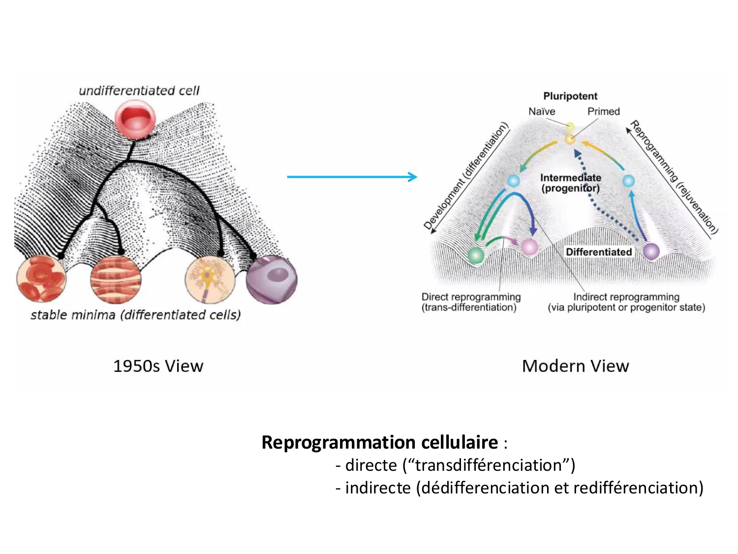 Cellules souches et thérapie cellulaire page 8