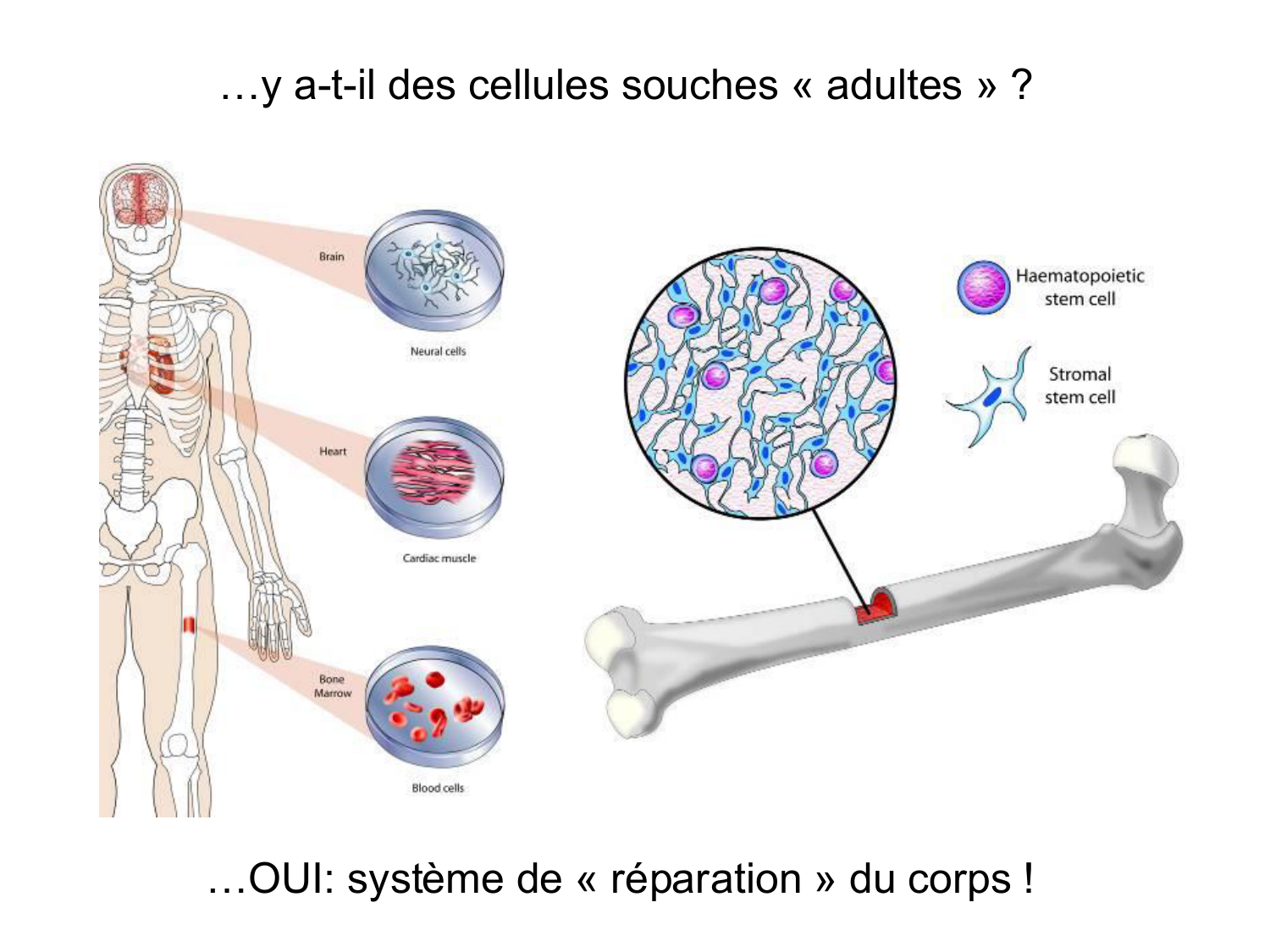 Cellules souches et thérapie cellulaire page 9