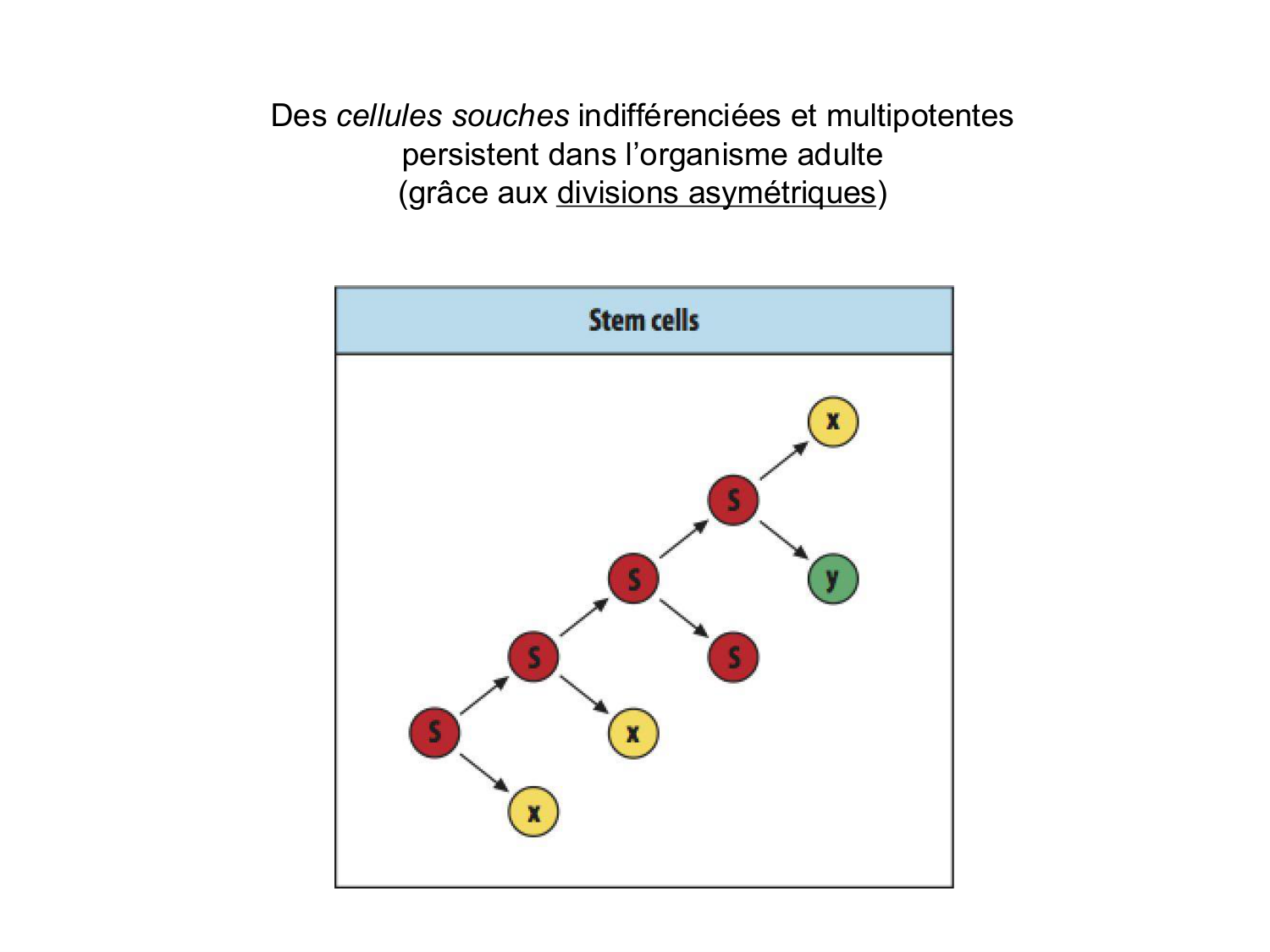 Cellules souches et thérapie cellulaire page 10