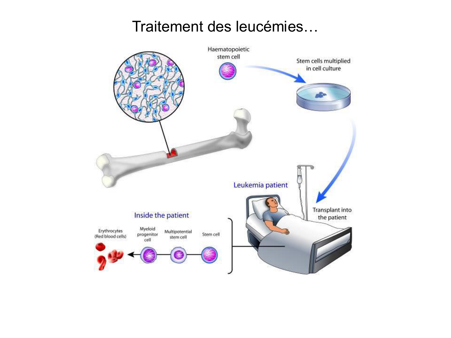 Cellules souches et thérapie cellulaire page 11