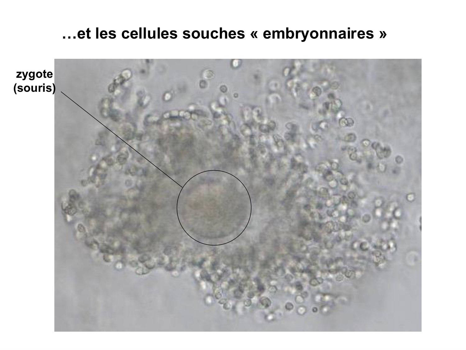 Cellules souches et thérapie cellulaire page 13