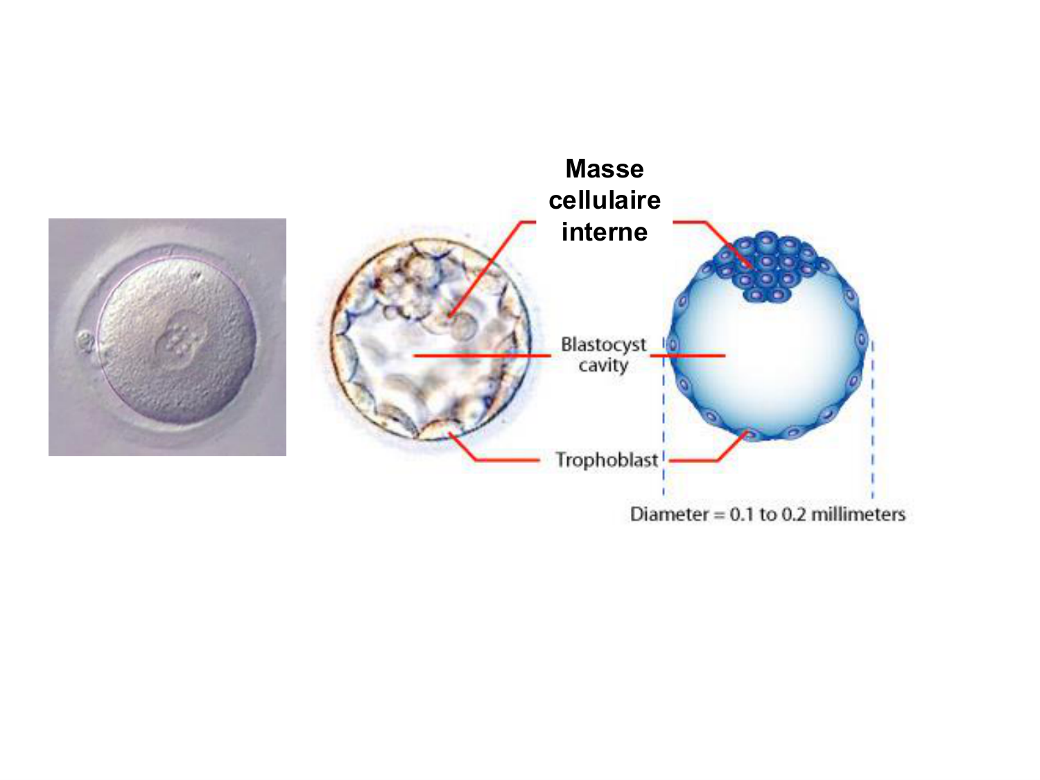Cellules souches et thérapie cellulaire page 14