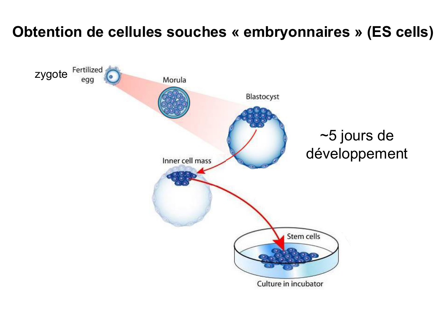 Cellules souches et thérapie cellulaire page 15