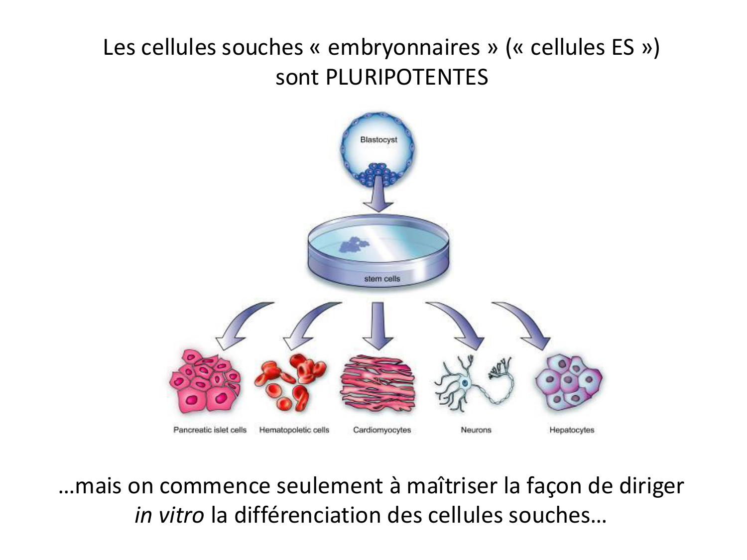 Cellules souches et thérapie cellulaire page 16