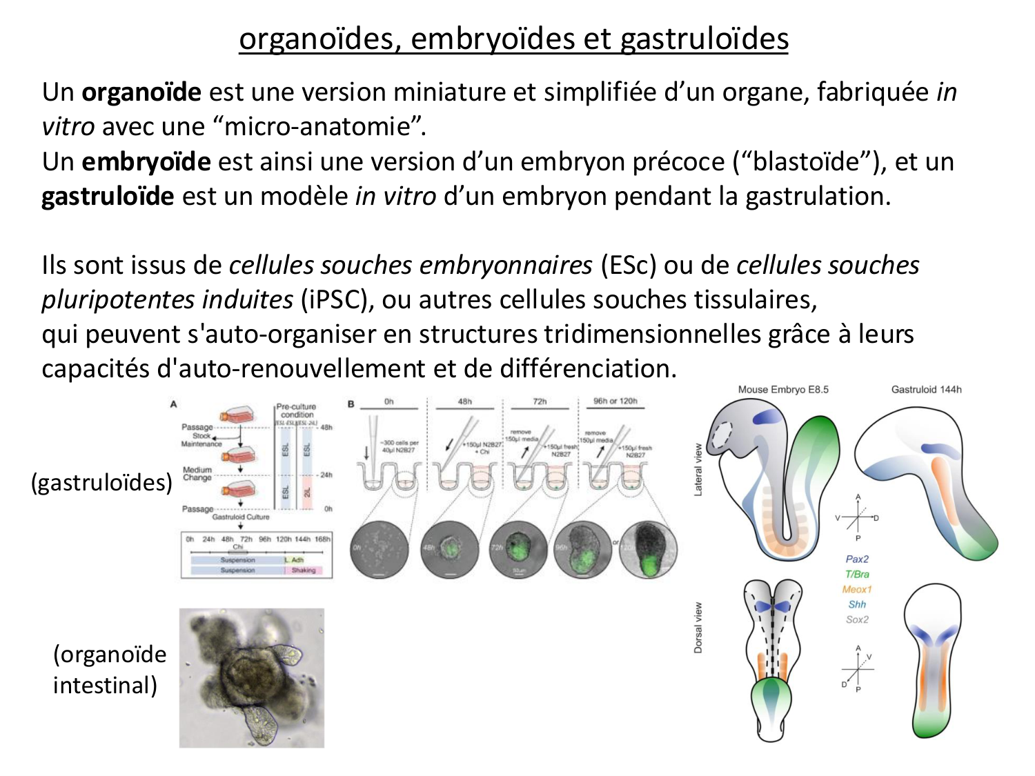 Cellules souches et thérapie cellulaire page 17