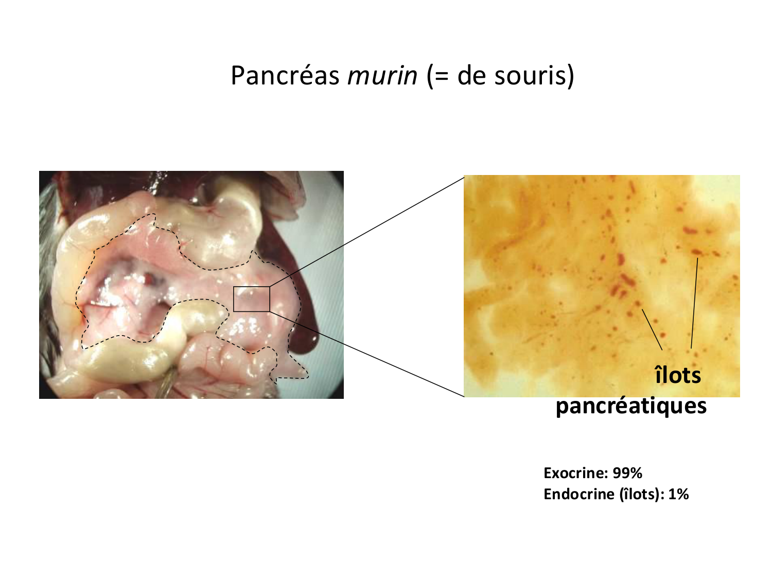 Cellules souches et thérapie cellulaire page 20