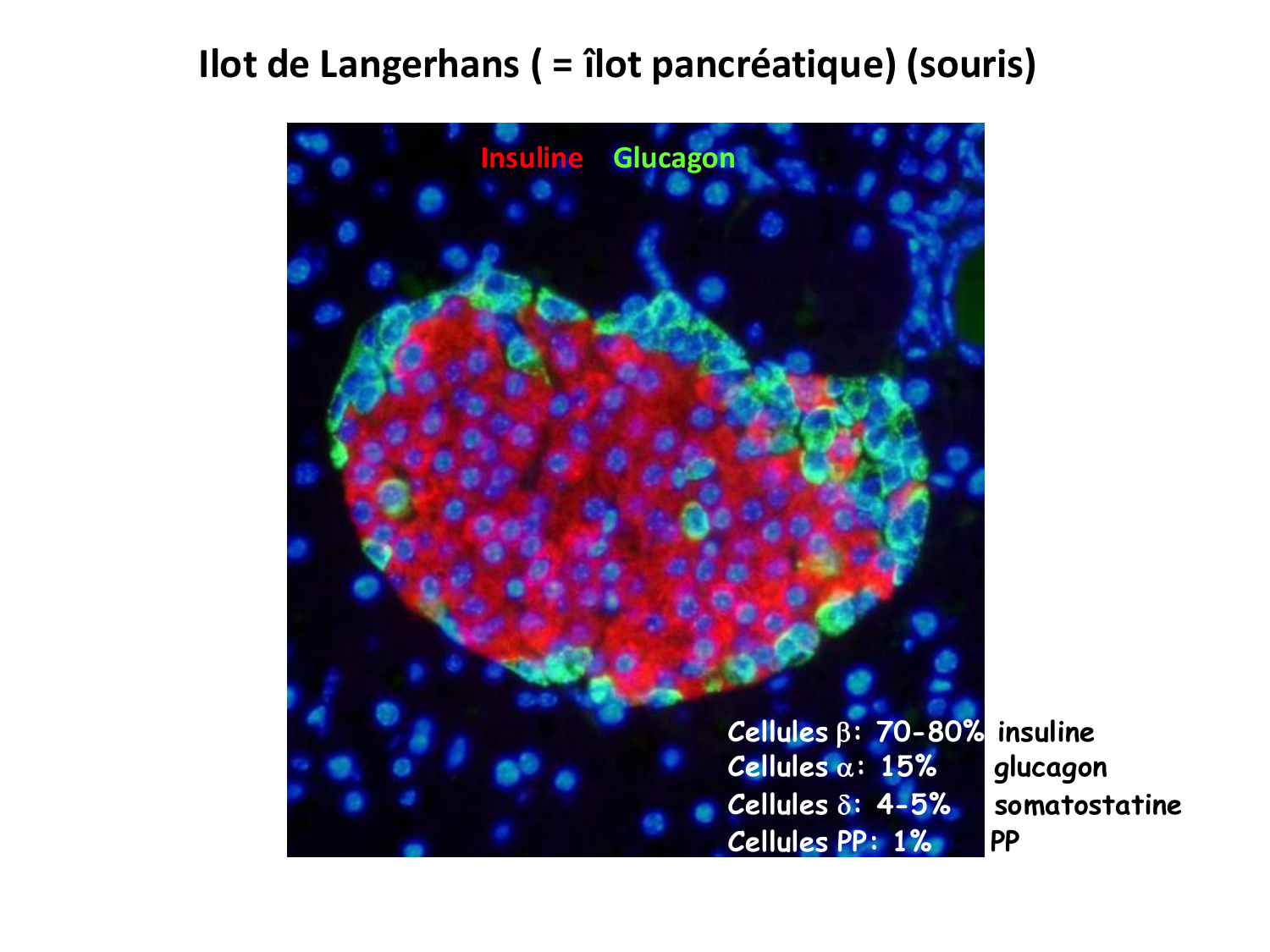 Cellules souches et thérapie cellulaire page 21