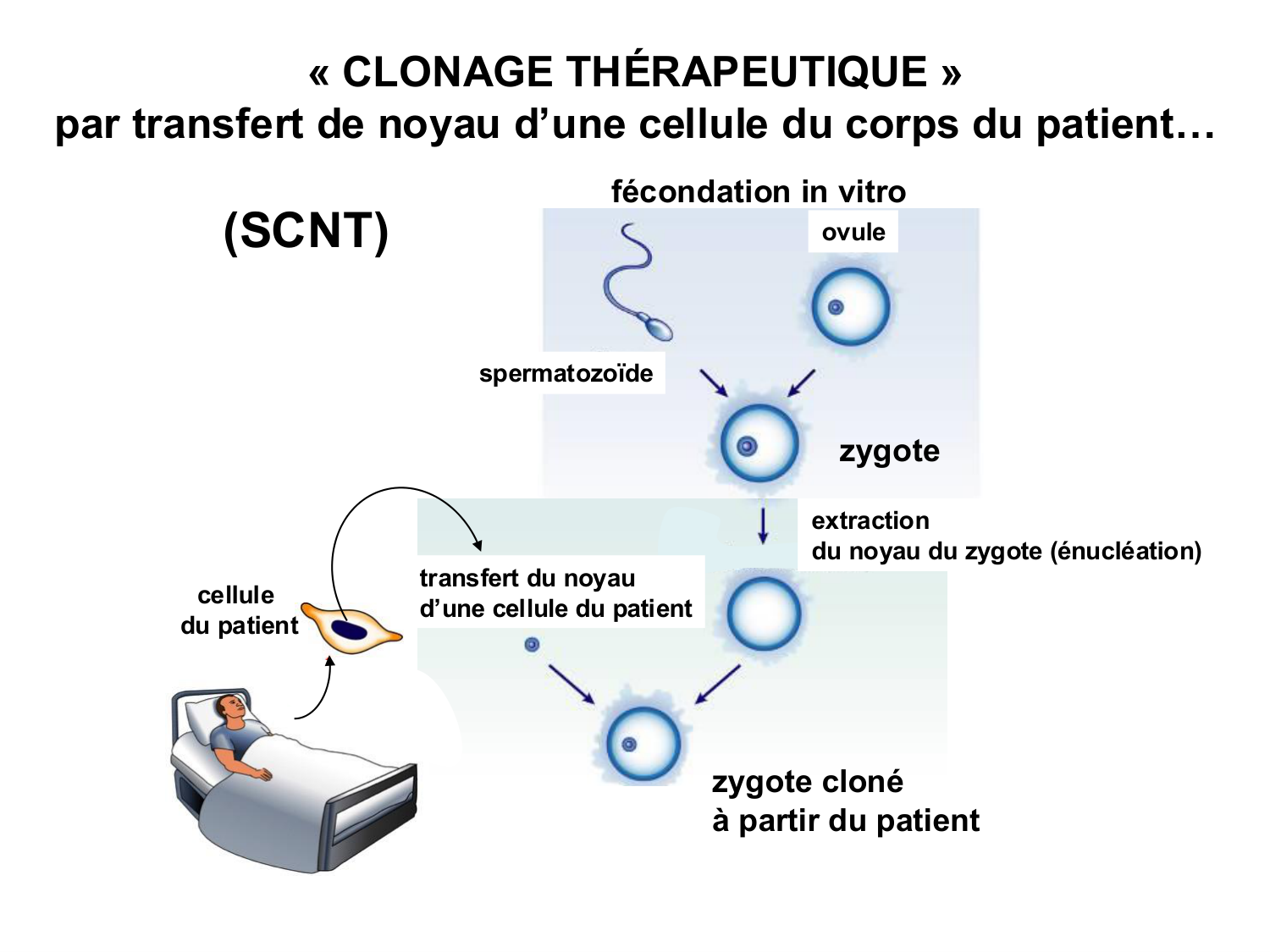 Cellules souches et thérapie cellulaire page 24
